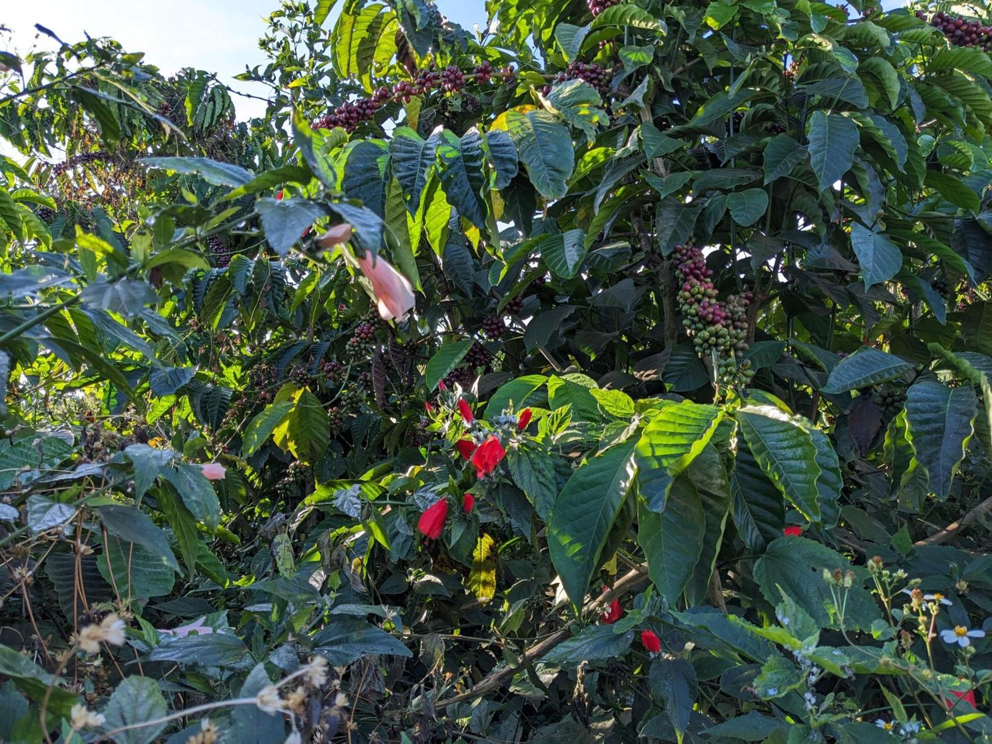 Ivy Coffee Farm - Garden House Leilighet Duc Trong Eksteriør bilde