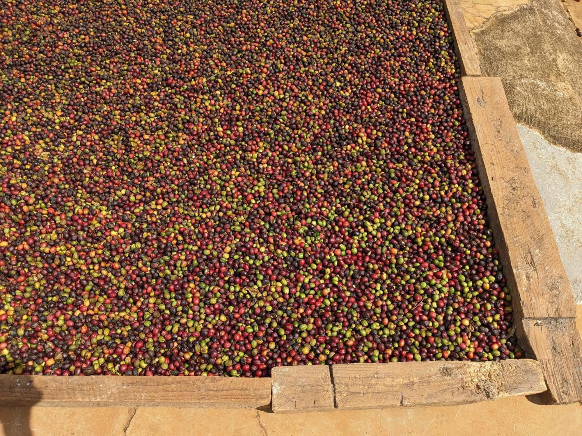 Ivy Coffee Farm - Garden House Leilighet Duc Trong Eksteriør bilde