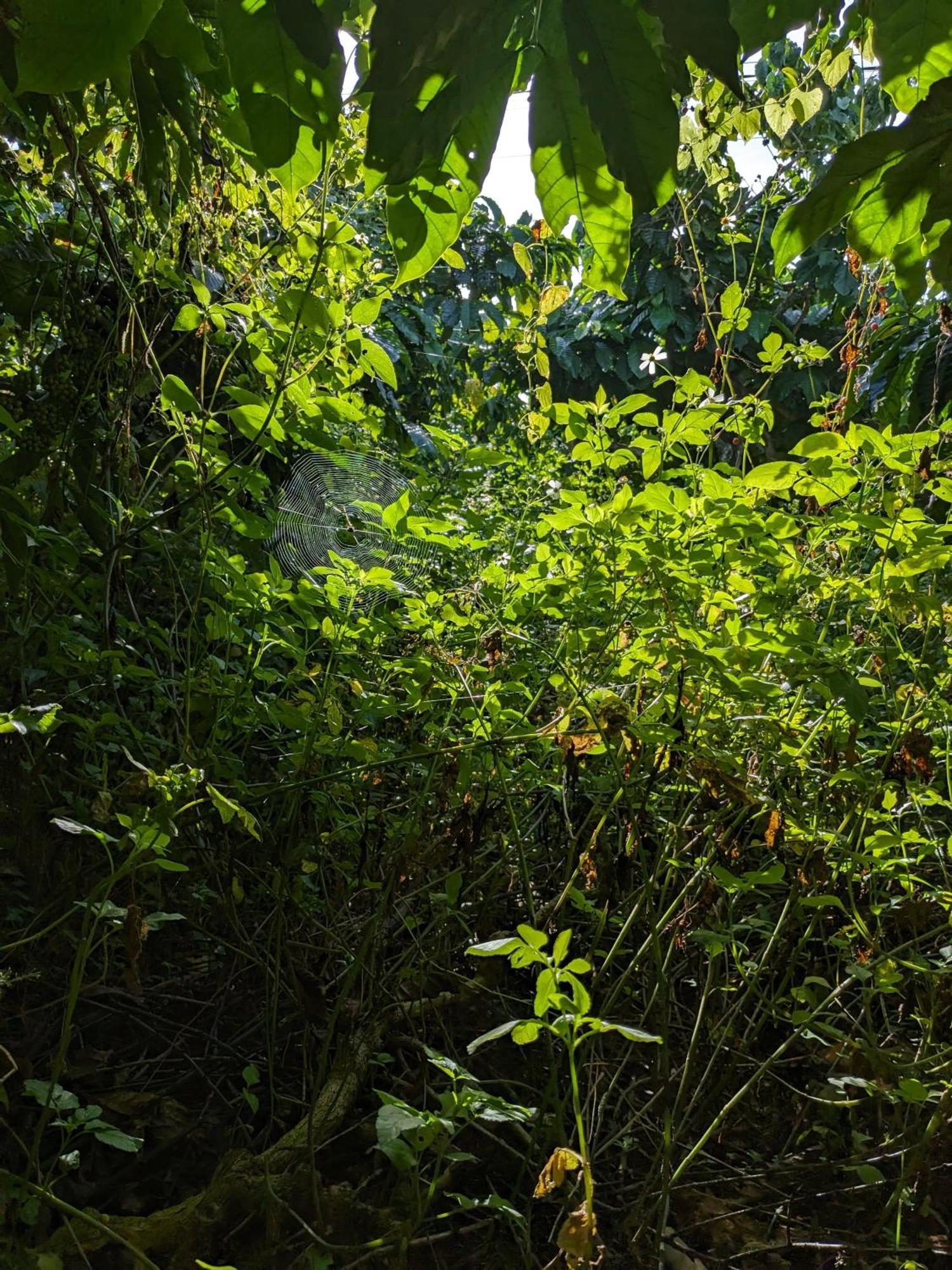Ivy Coffee Farm - Garden House Leilighet Duc Trong Eksteriør bilde