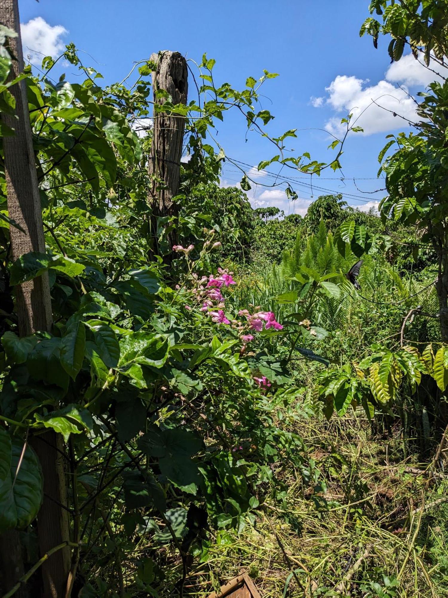 Ivy Coffee Farm - Garden House Leilighet Duc Trong Eksteriør bilde
