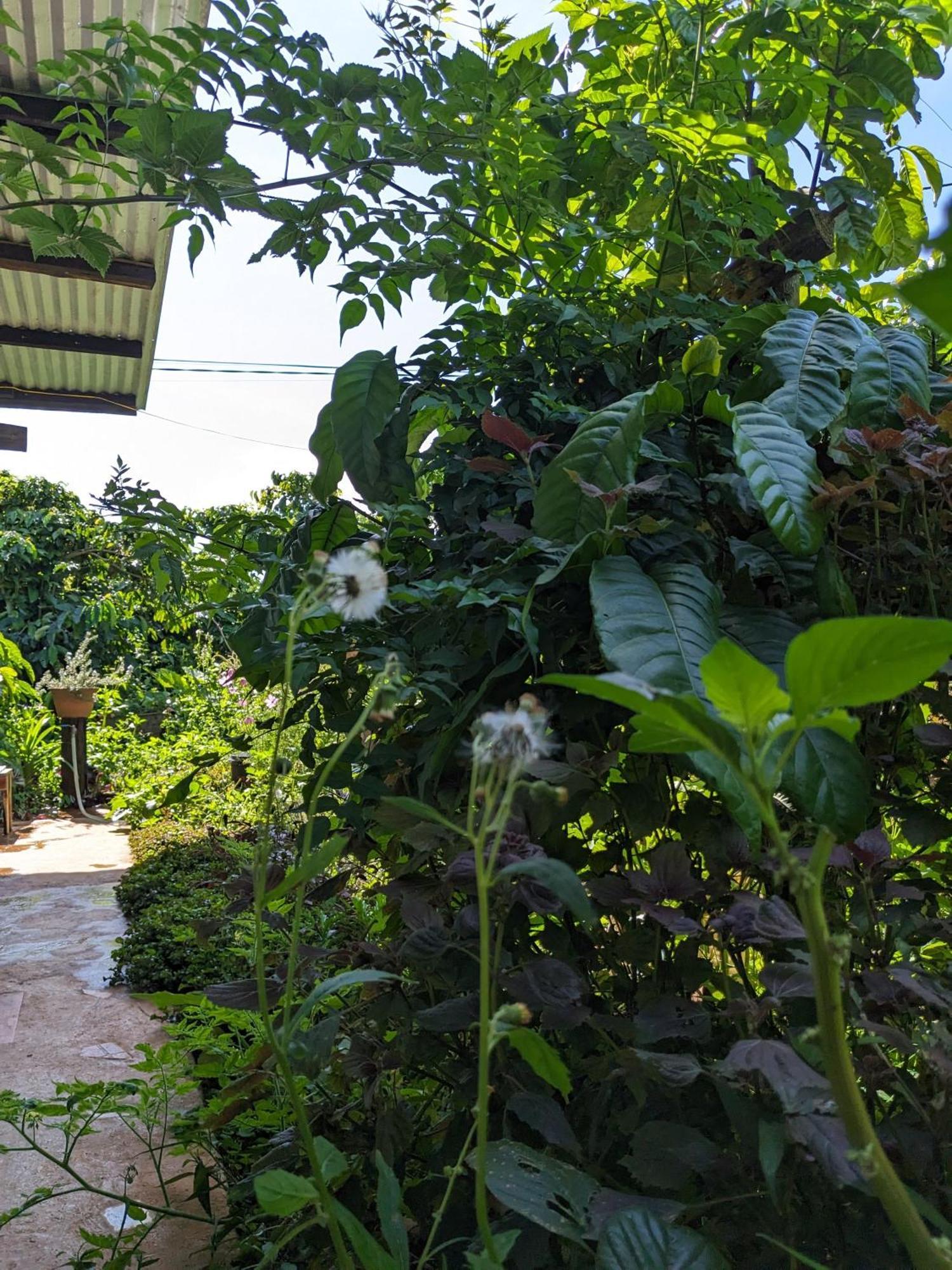 Ivy Coffee Farm - Garden House Leilighet Duc Trong Eksteriør bilde