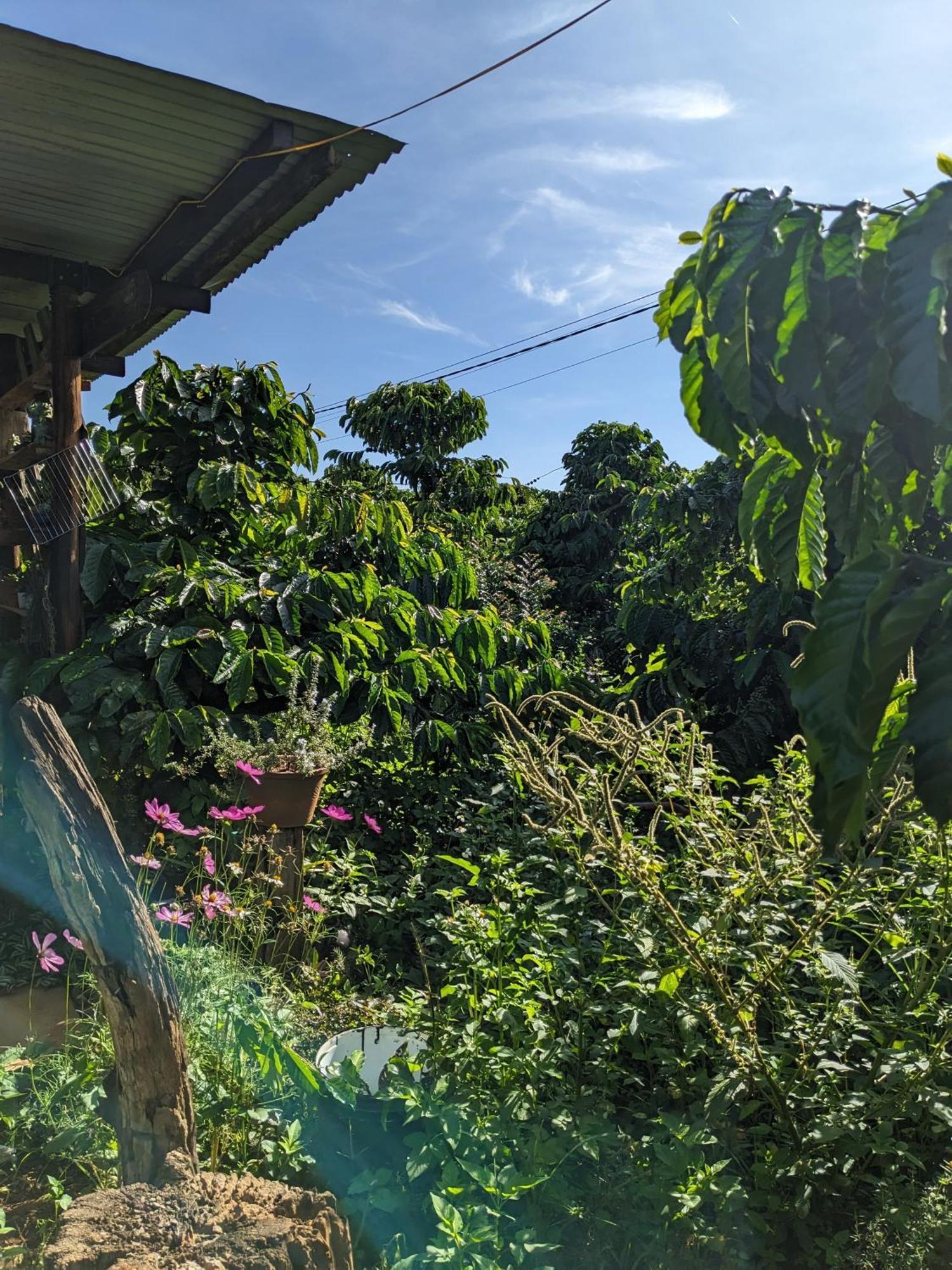 Ivy Coffee Farm - Garden House Leilighet Duc Trong Eksteriør bilde
