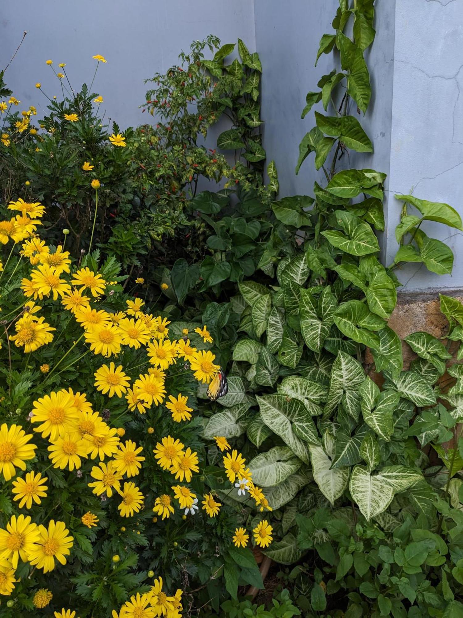 Ivy Coffee Farm - Garden House Leilighet Duc Trong Eksteriør bilde